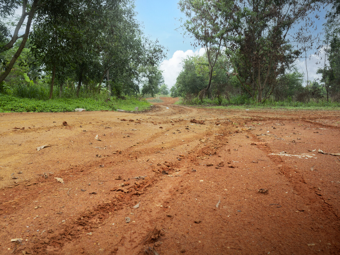Trees on a rural road