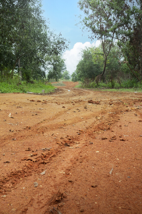 Trees on a rural road